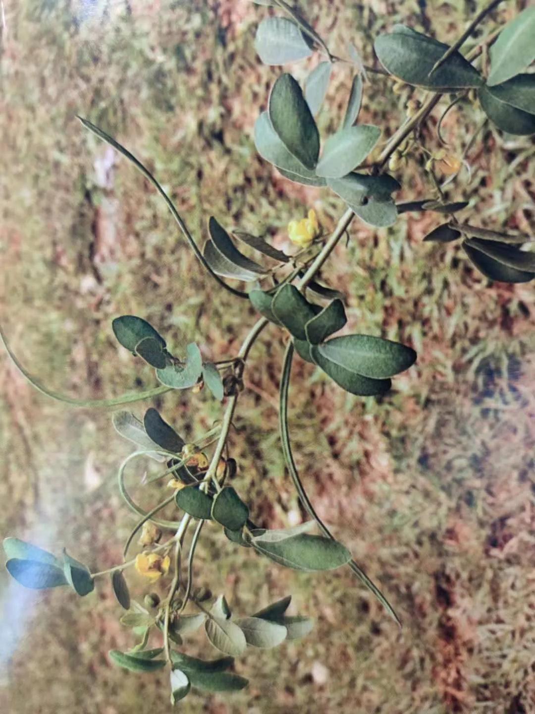 清肝明目、潤(rùn)腸通便、降壓降膽固醇——決明子